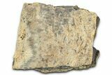 Dinosaur (Triceratops) Frill Shield Section - Wyoming #371533-1